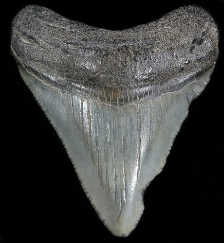 Juvenile Megalodon Tooth - South Carolina #49989